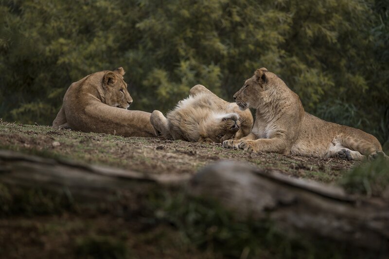 Three Lion Cubs Playing