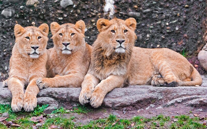 Three Lion Cubs