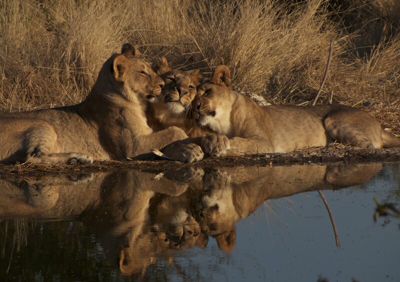Three Lionesses at Water