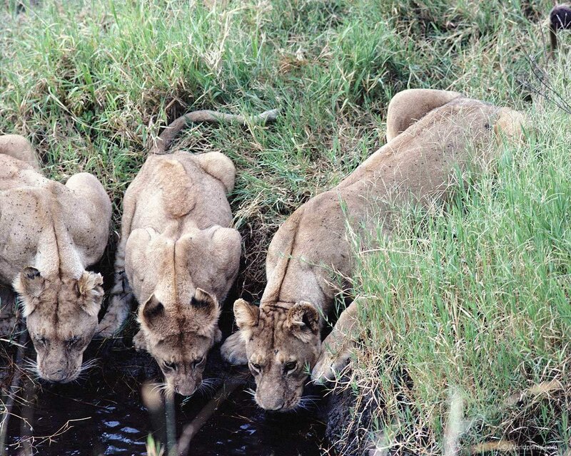 Three Lionesses Drinking — Brown