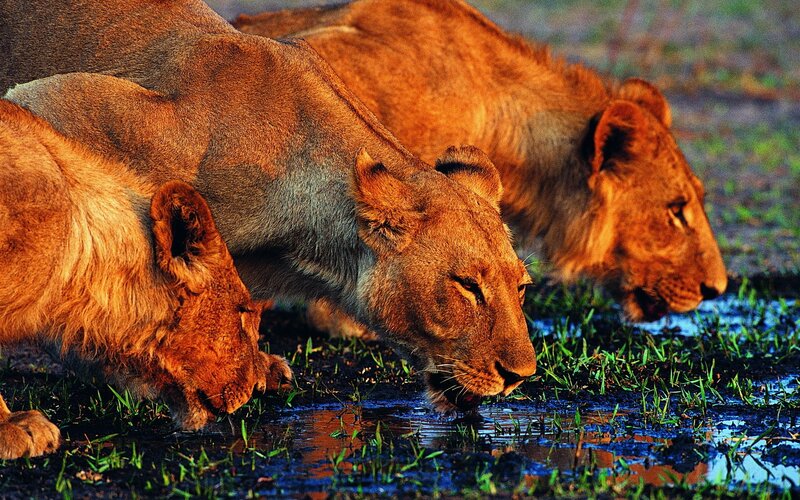 Three Lionesses Drinking