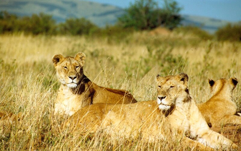 Three Lionesses in Grass — Brown, Calm, Afternoon, Photograph, Hills