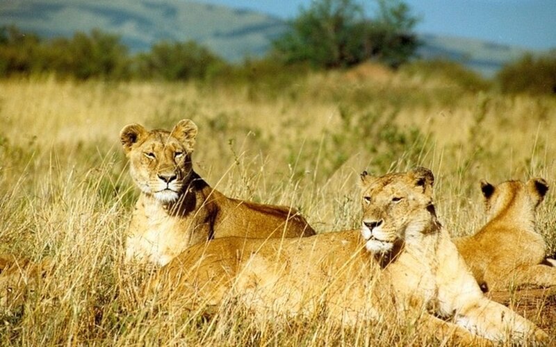 Three Lionesses in Grass — Brown, Calm