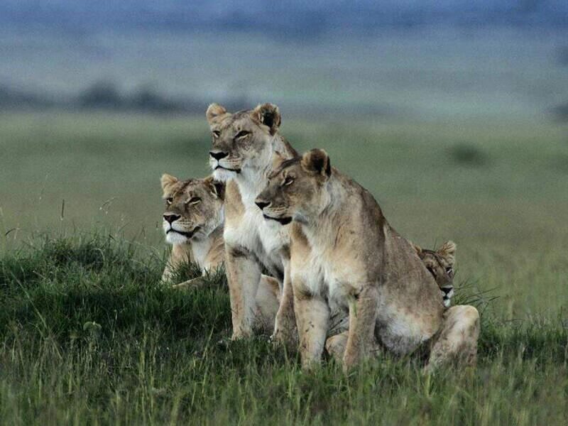 Three Lionesses in Grass