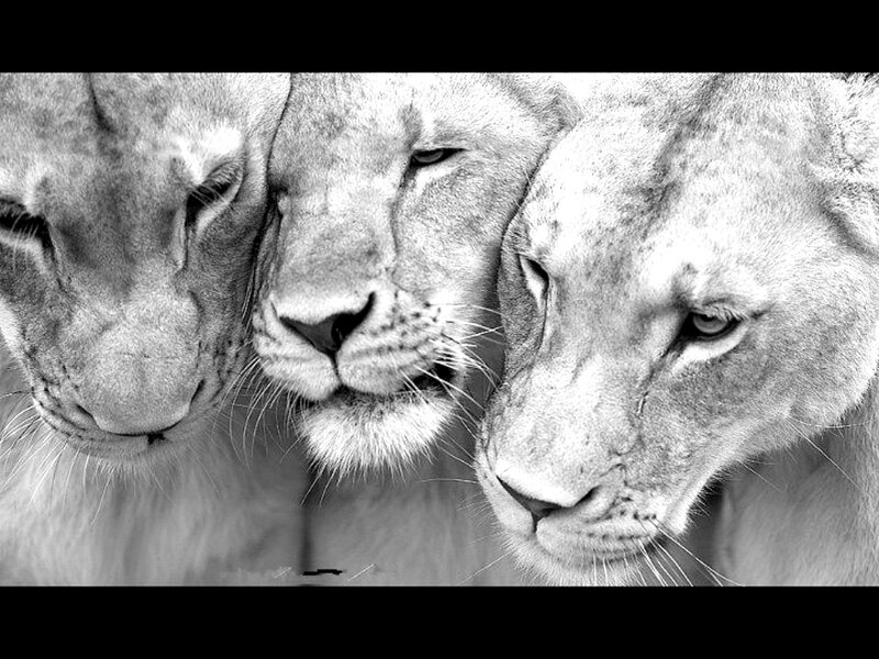 Three Lionesses in Profile