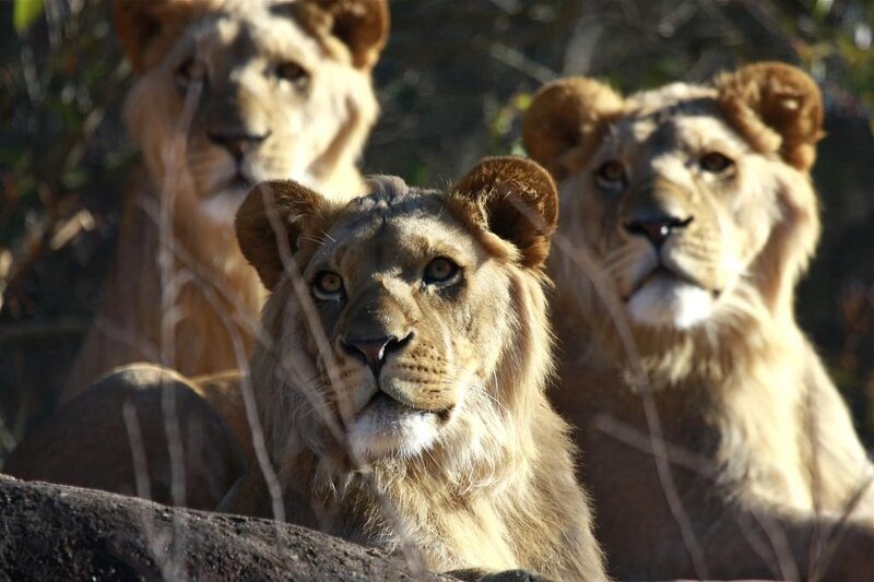 Three Lionesses in Savanna
