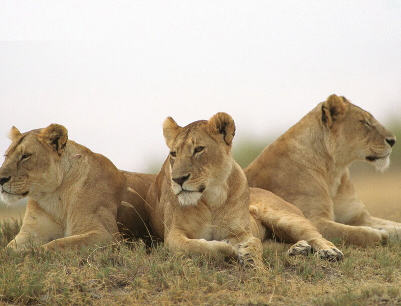 three lionesses resting