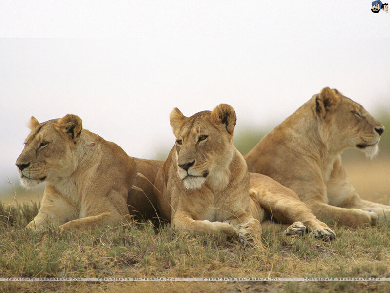 Three Lionesses Resting — Brown