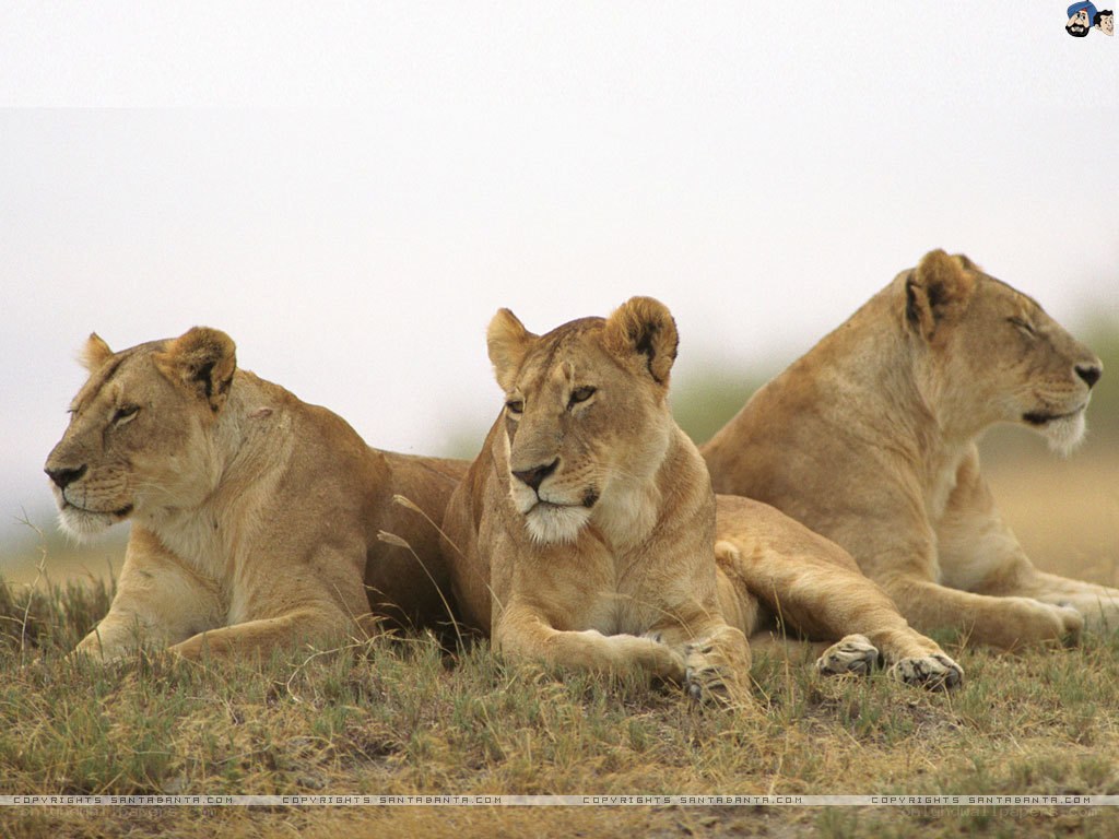 three lionesses resting