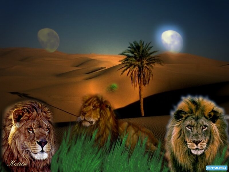 Three Lions in Desert