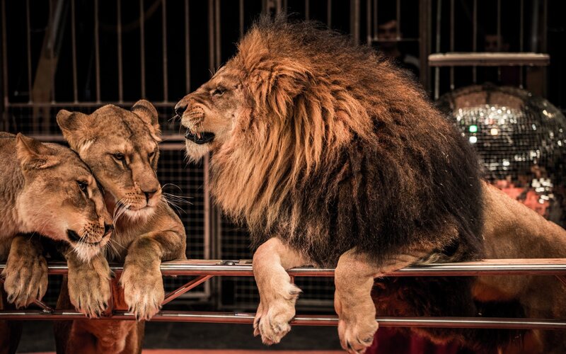 Three Lions in Enclosure
