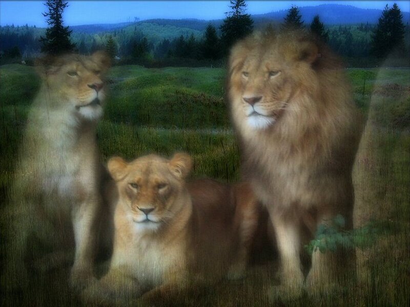 Three Lions in Field