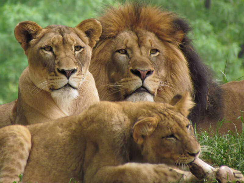 Three Lions in Grass