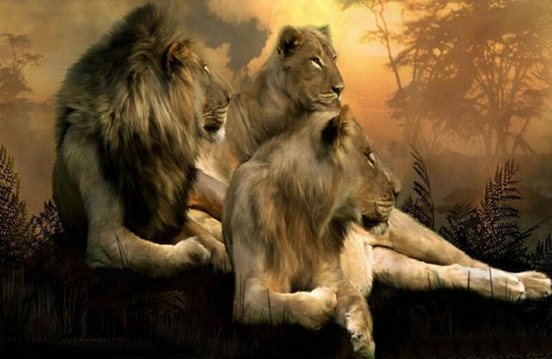 Three Lions in Savanna