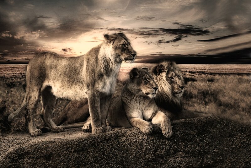 Three Lions on a Mound