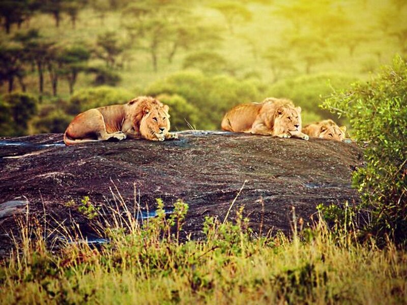 Three Lions on a Rock