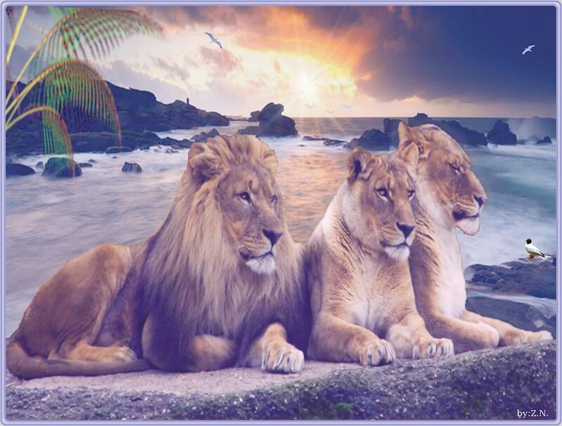Three Lions on Beach