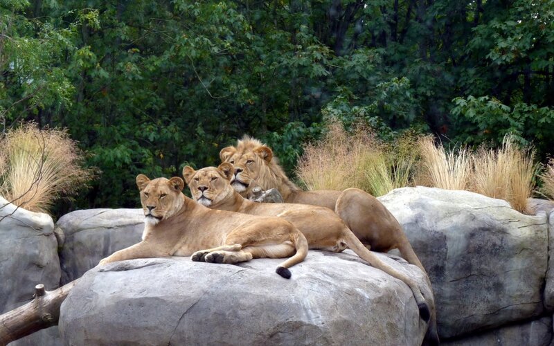 Three Lions on Rock