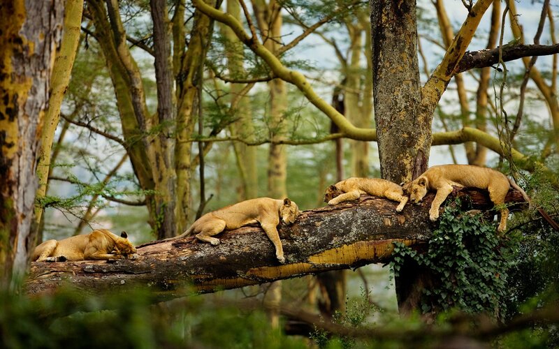 Three Lions on Tree Branch — Brown