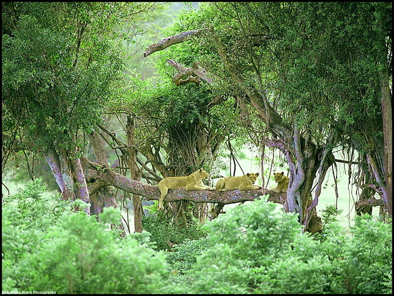 Three Lions on Tree Branch