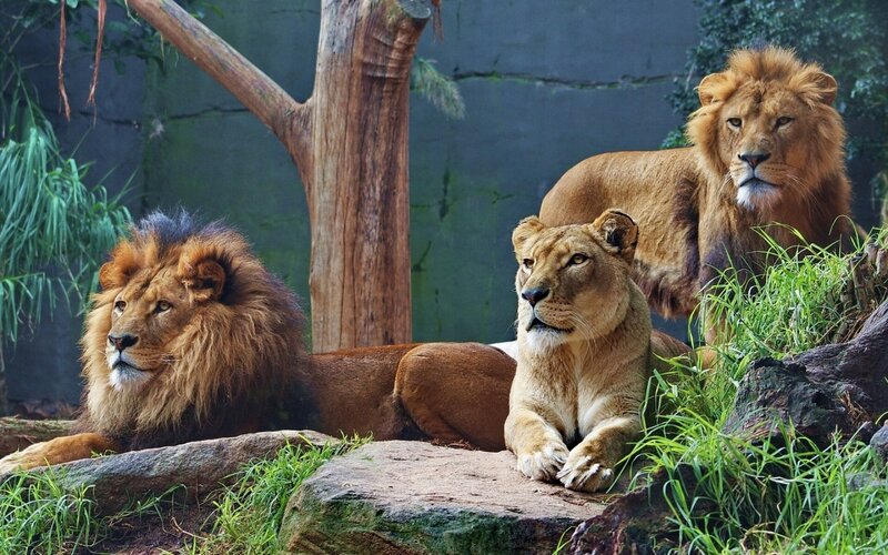 Three Lions Resting — Brown