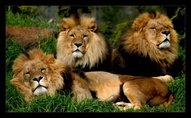 three lions resting in grass