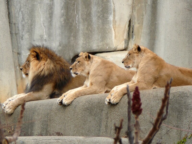 Three Lions Resting
