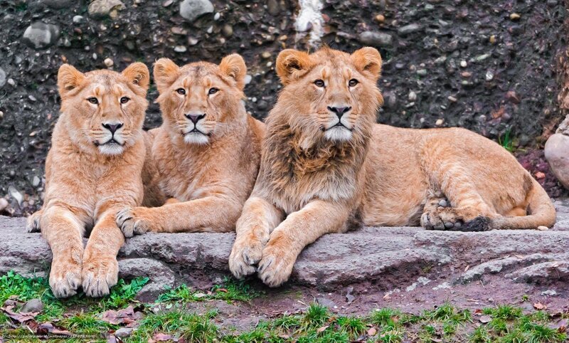 three lions resting together
