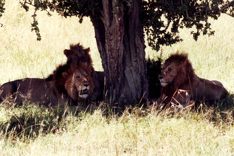 Three Lions under Tree