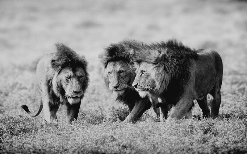 three lions walking together