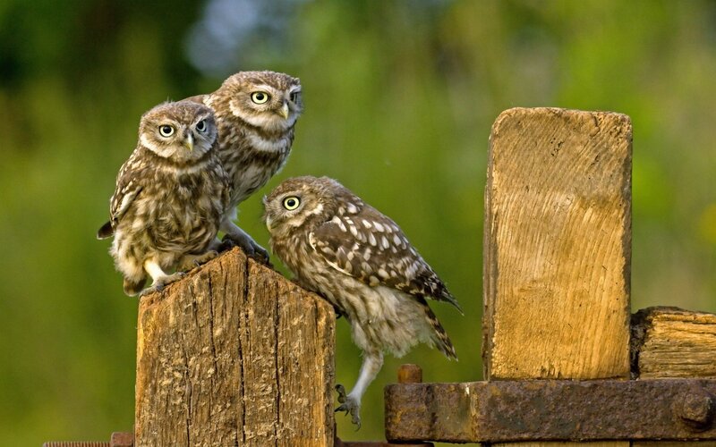 Three Little Owls