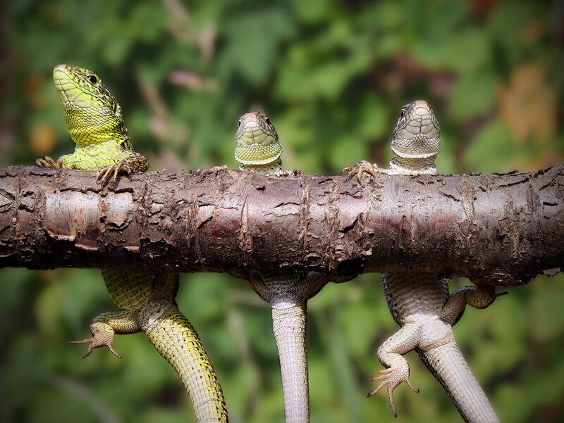 Three Lizards on a Branch