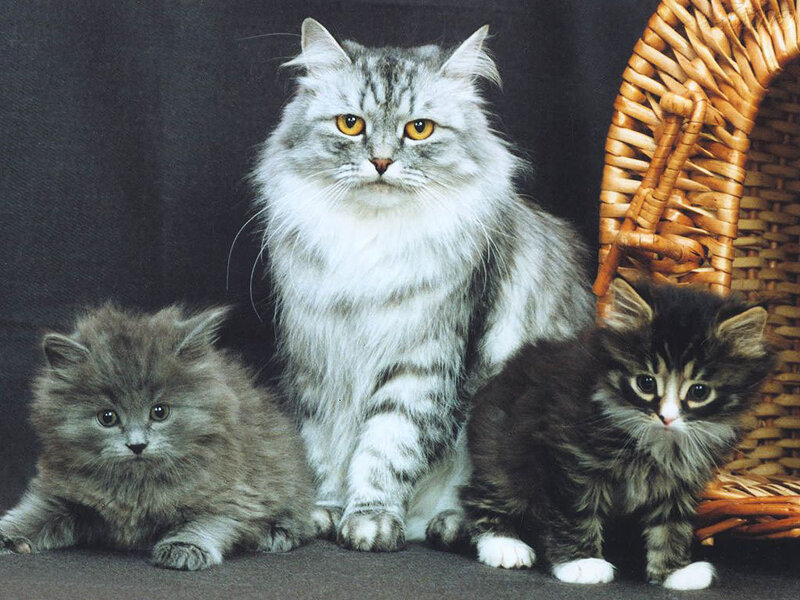 Three Long-haired Cats
