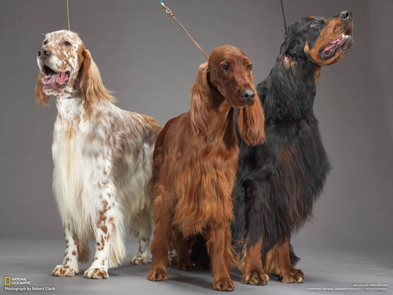 Three long-haired dogs standing