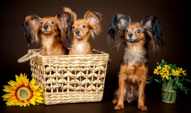 Three Long-haired Dogs
