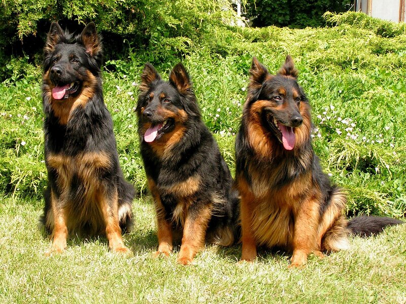 Three Long-haired German Shepherds