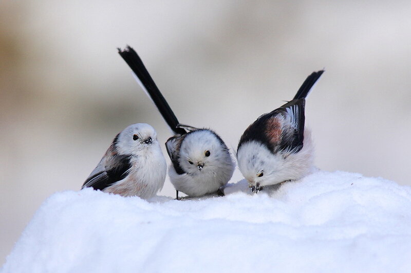 Three Long-tailed Tits