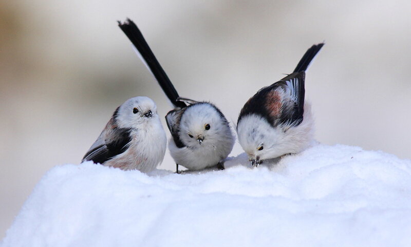 Three Long-tailed Tits — White