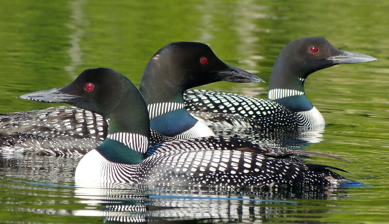Three Loons on Water