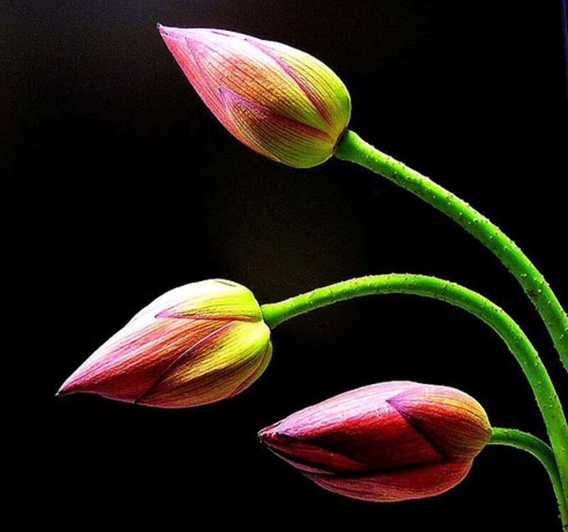 Three Lotus Buds