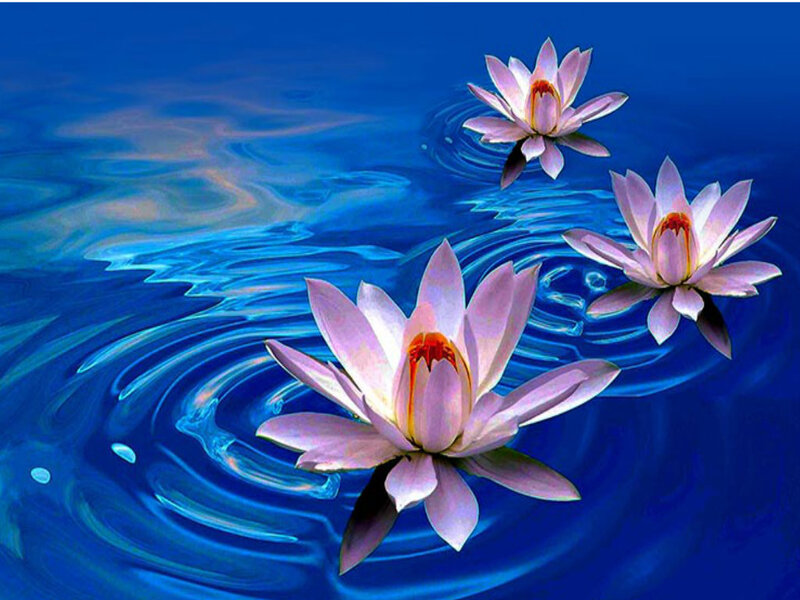 Three Lotus Flowers — Blue