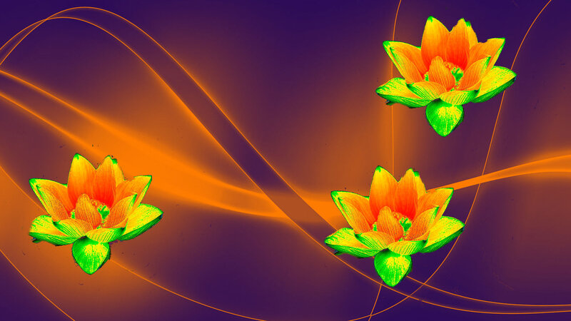 Three Lotus Flowers — Purple