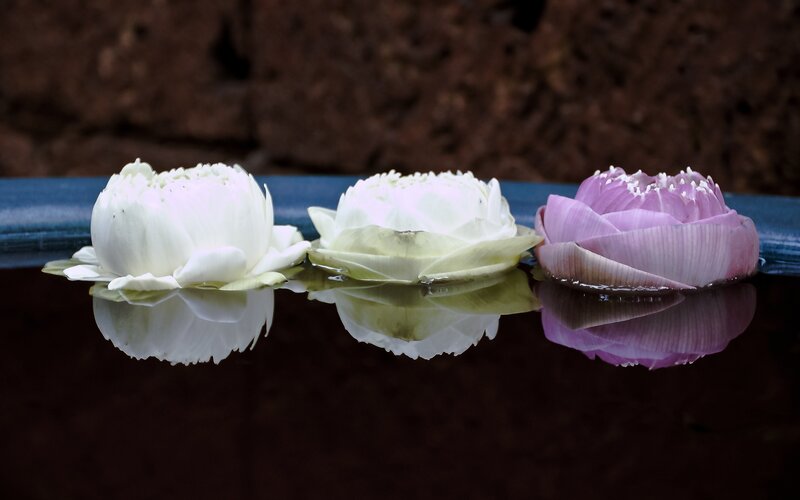 Three Lotus Flowers