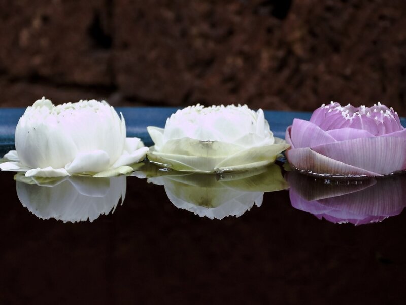 Three Lotus Flowers — White