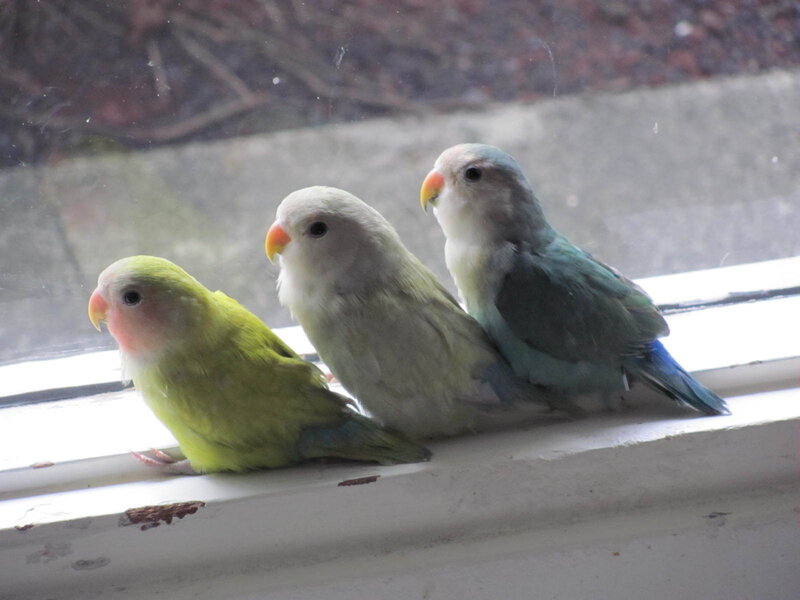 Three lovebirds on a windowsill