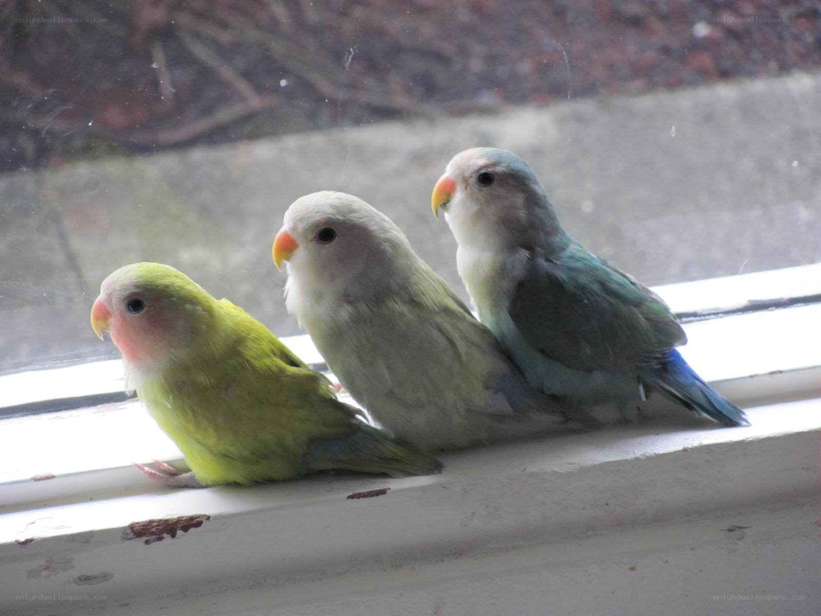 Three lovebirds on a windowsill