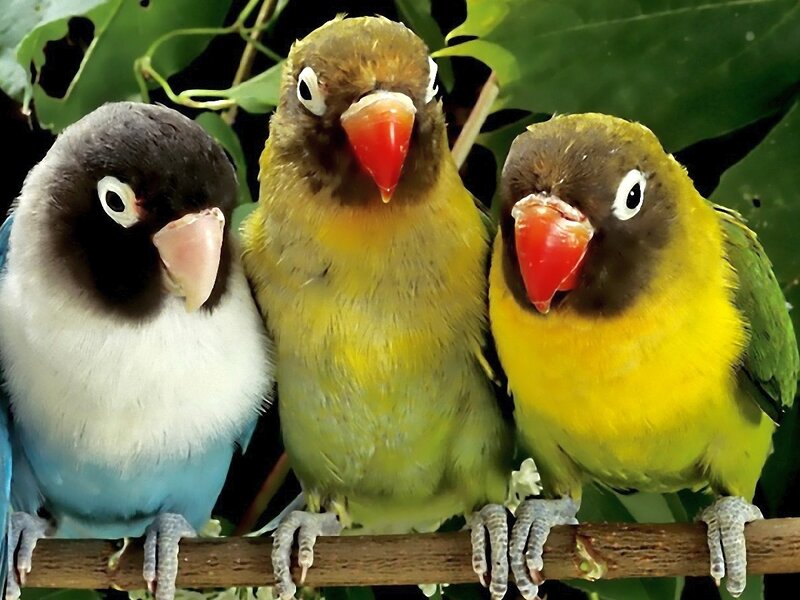 Three Lovebirds on Branch — Green, Calm
