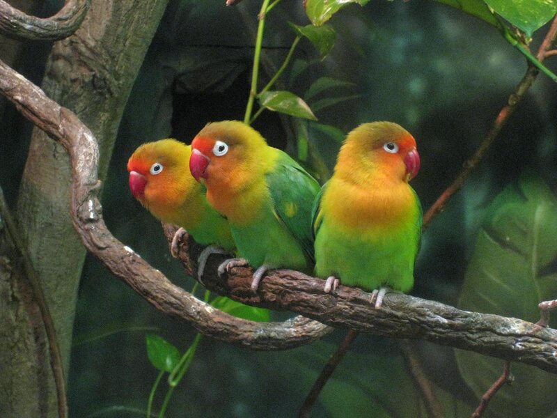 Three Lovebirds on Branch — Green
