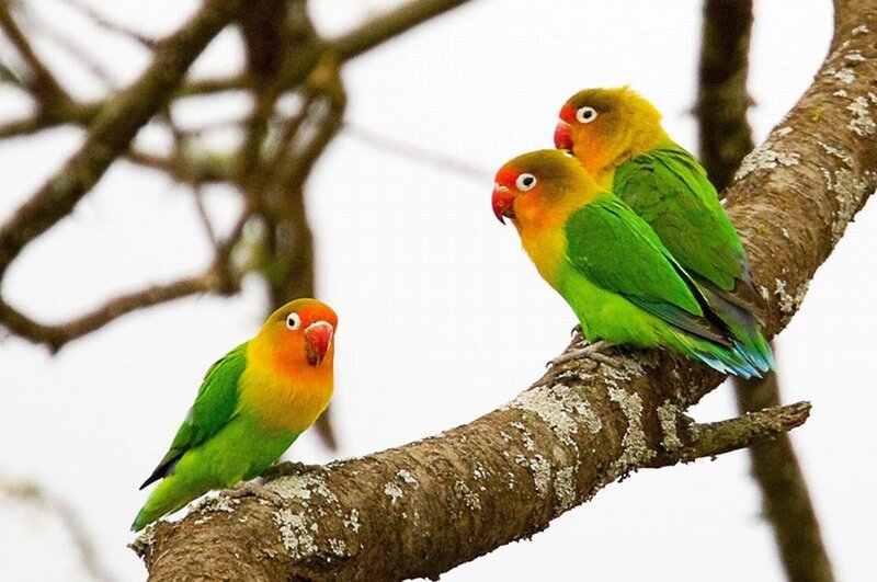 Three Lovebirds on Branch