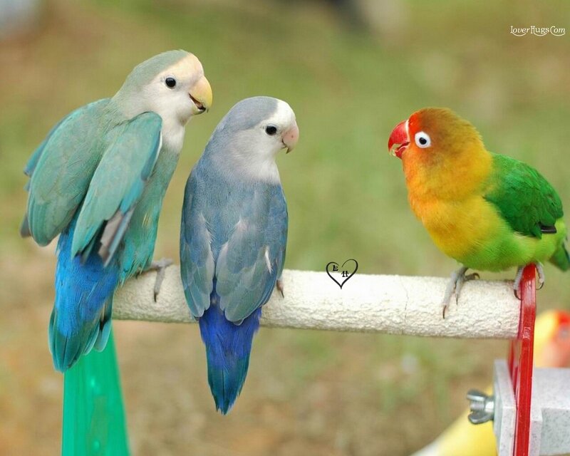 Three Lovebirds on Perch